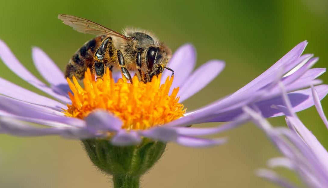 Tipos de abelhas: veja os principais e suas características