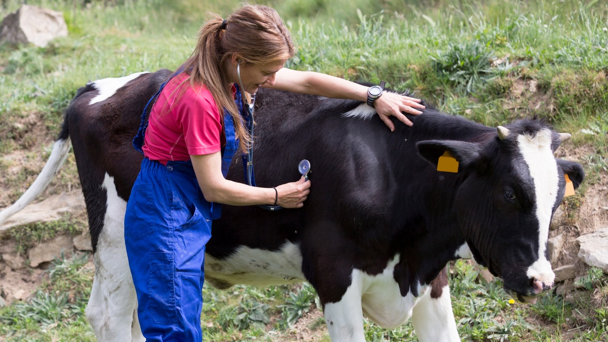 Veterinário prevenção à doenças bovinas