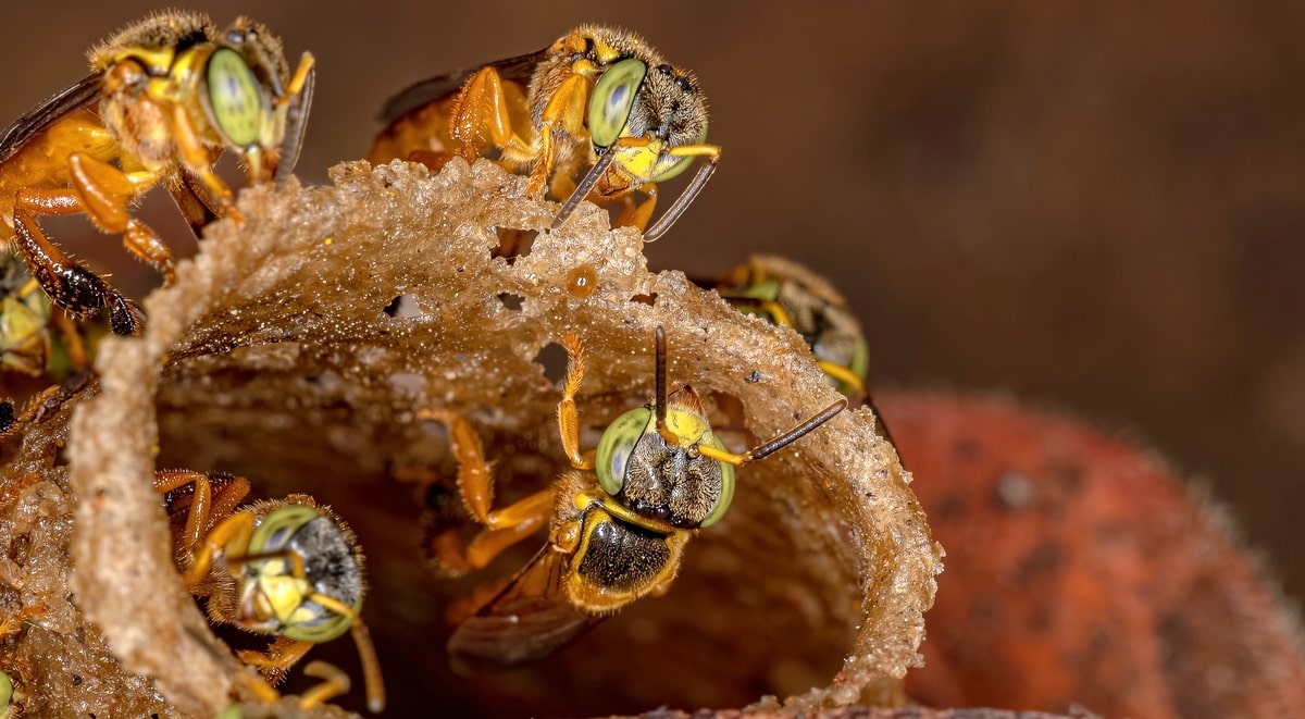 Entre os tipos de abelhas, a jataí é muito procurada