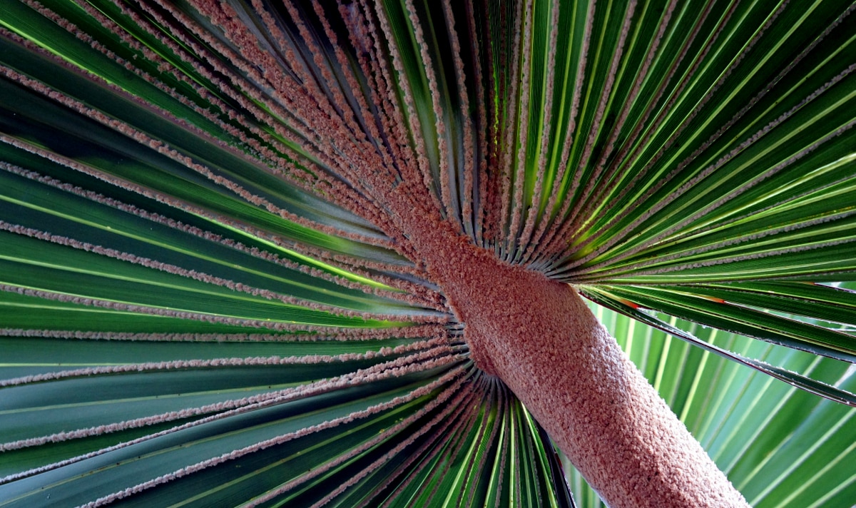 Latânia, mais um exemplo de palmeiras exóticas