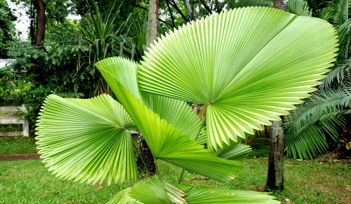 Tipos de palmeiras exóticas: leque-de-fiji