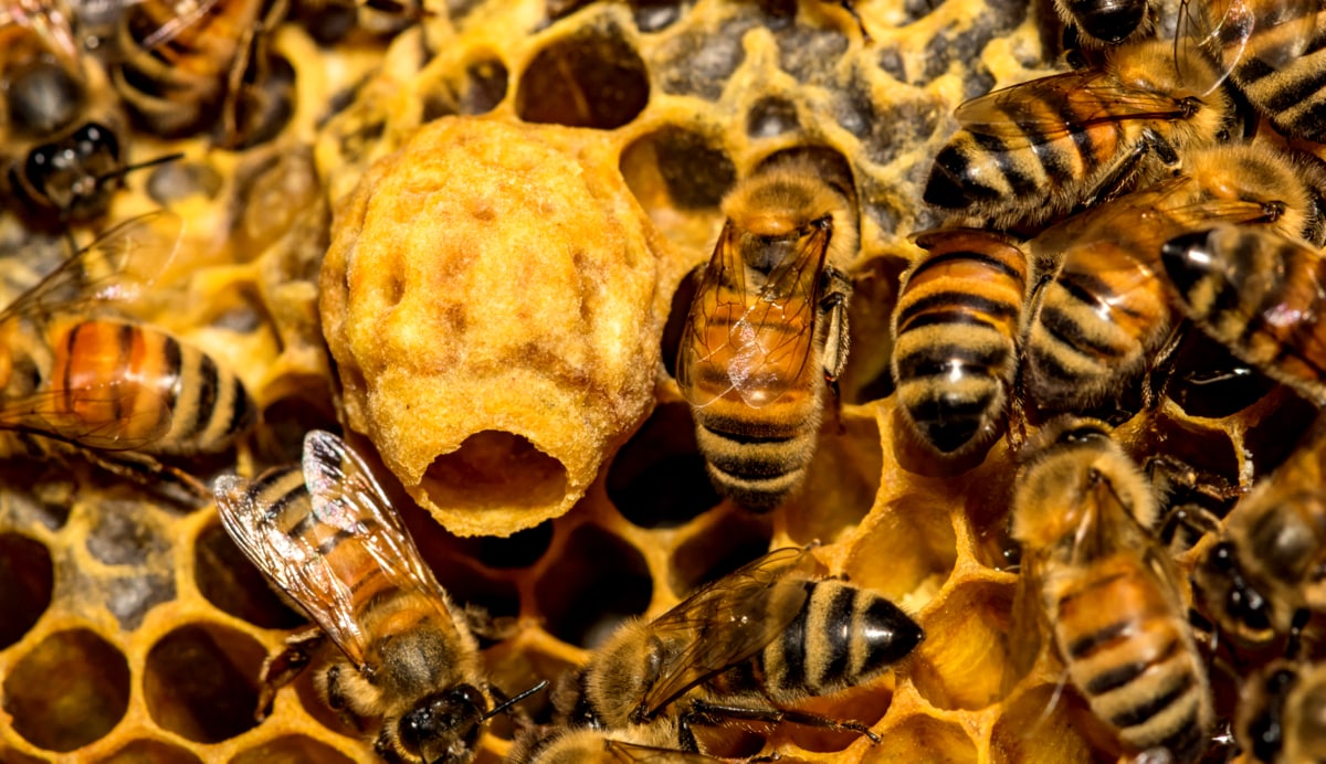 Produção de mel pelas abelhas