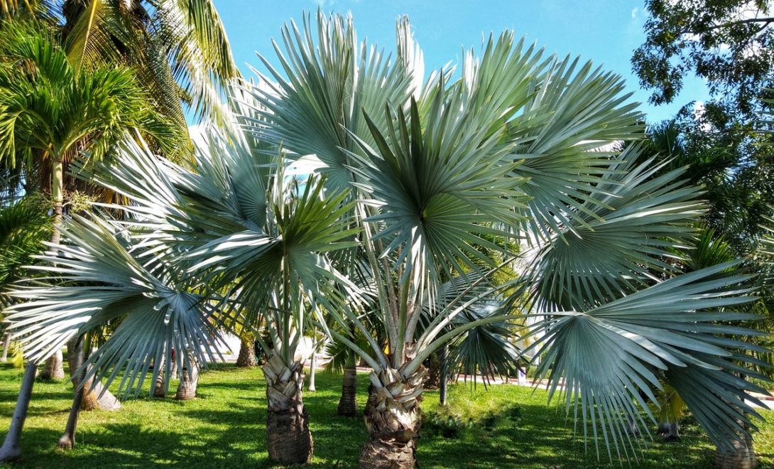 Exemplares de palmeira azul em parque, tipos de palmeiras para áreas externas