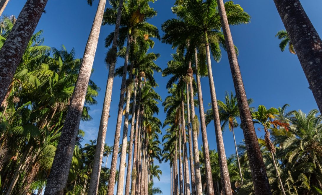 Dentre as palmeiras para áreas externas, a mais imponente é a palmeira imperial
