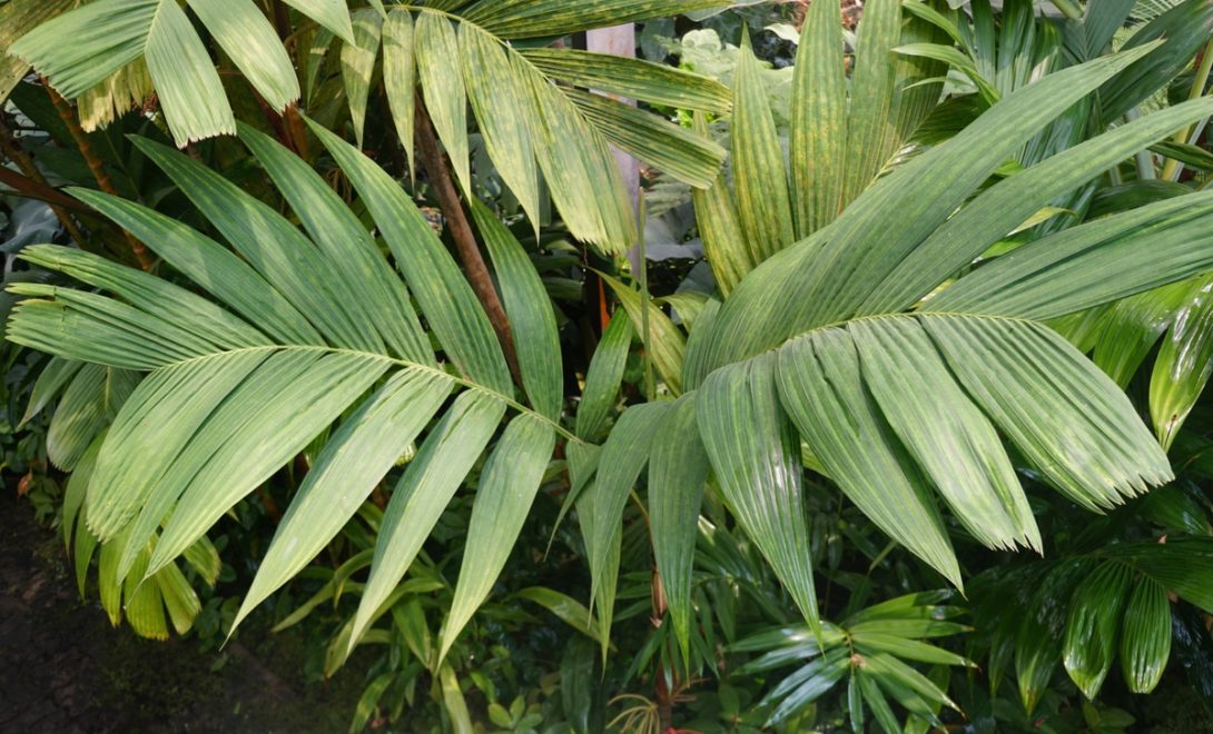Folhagem da palmeira pinanga