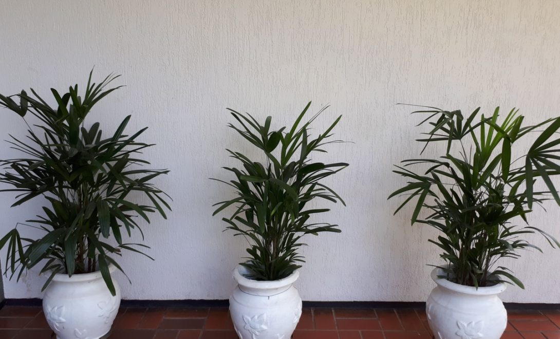 Palmeiras ráfis plantadas em vasos; palmeiras para ambientes internos