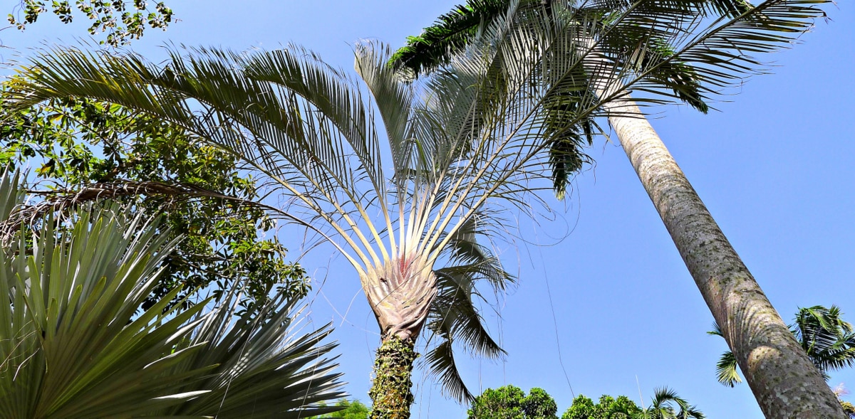 Tamanho das folhas da palmeira triangular