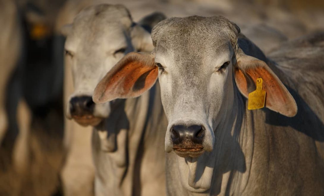 Brahman: conheça essa raça de gado de corte
