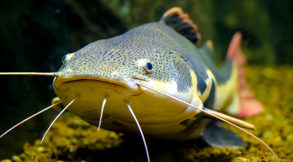 Características do peixe pirarara