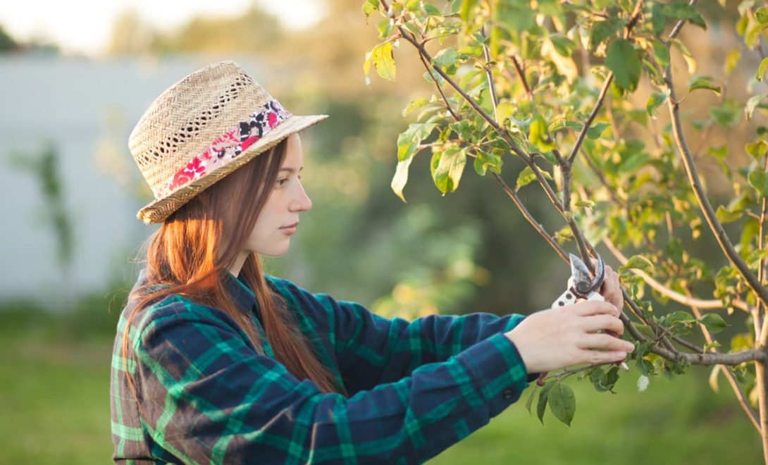 Mulher realizando poda de frutificação em árvore de maçã