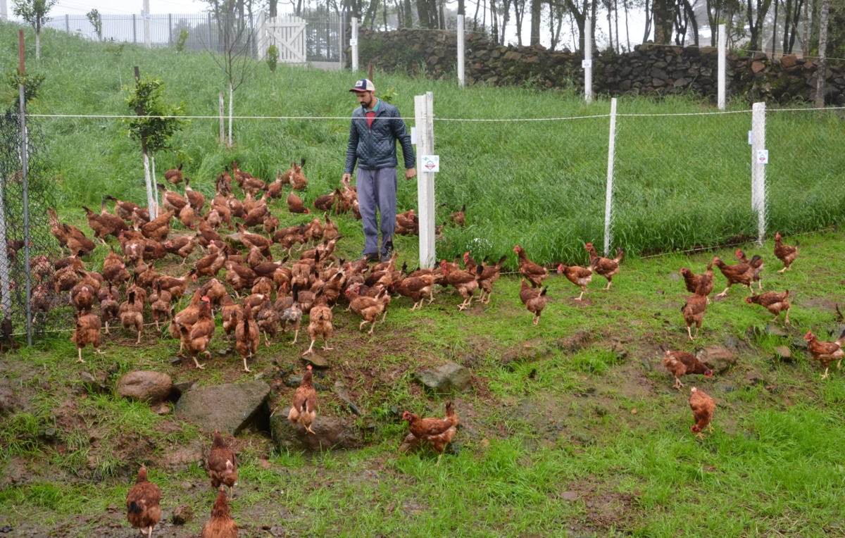 Criação de galinhas em sistema de semiconfinamento