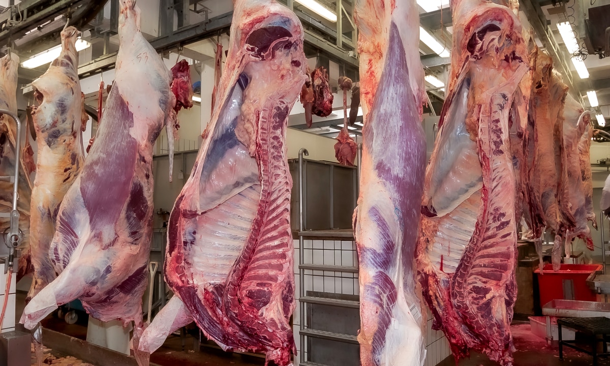 Controle de doenças bovinas contribui na exportação da carne
