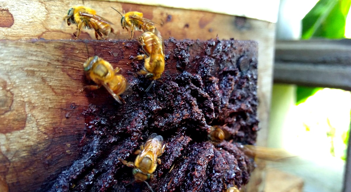 Colmeia de abelhas uruçu-amarela