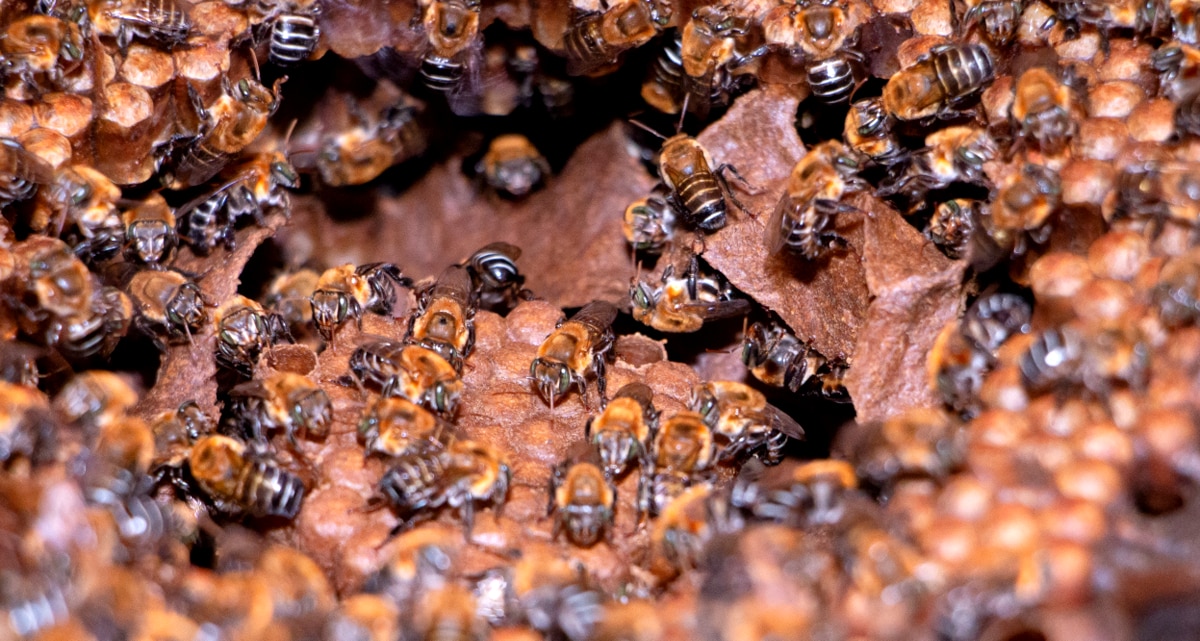 Colmeia de abelhas da espécie uruçu