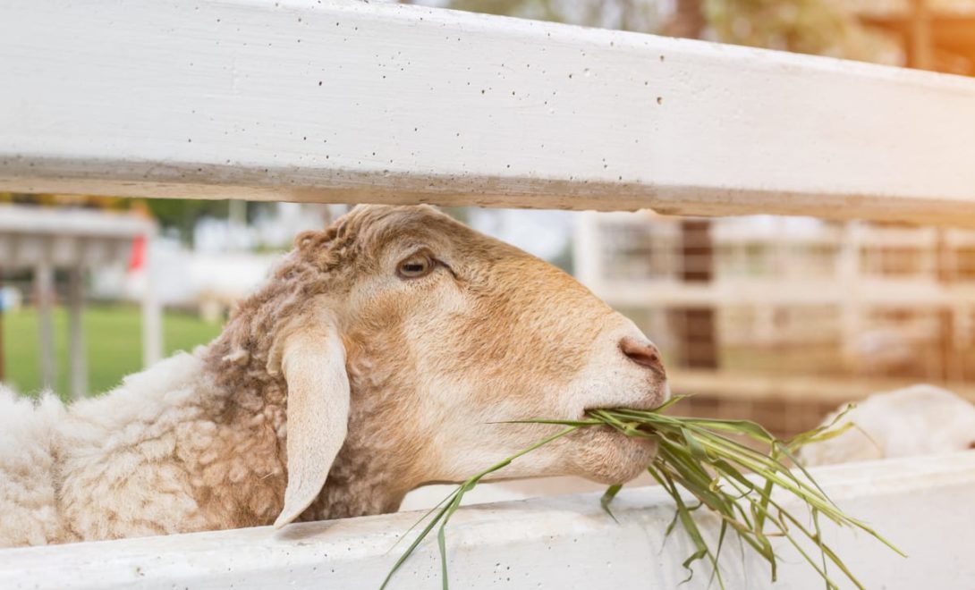 Cuidados com a alimentação na ovinocultura