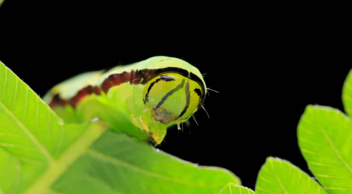 Lepidópteros em fase de lagarta se alimentando