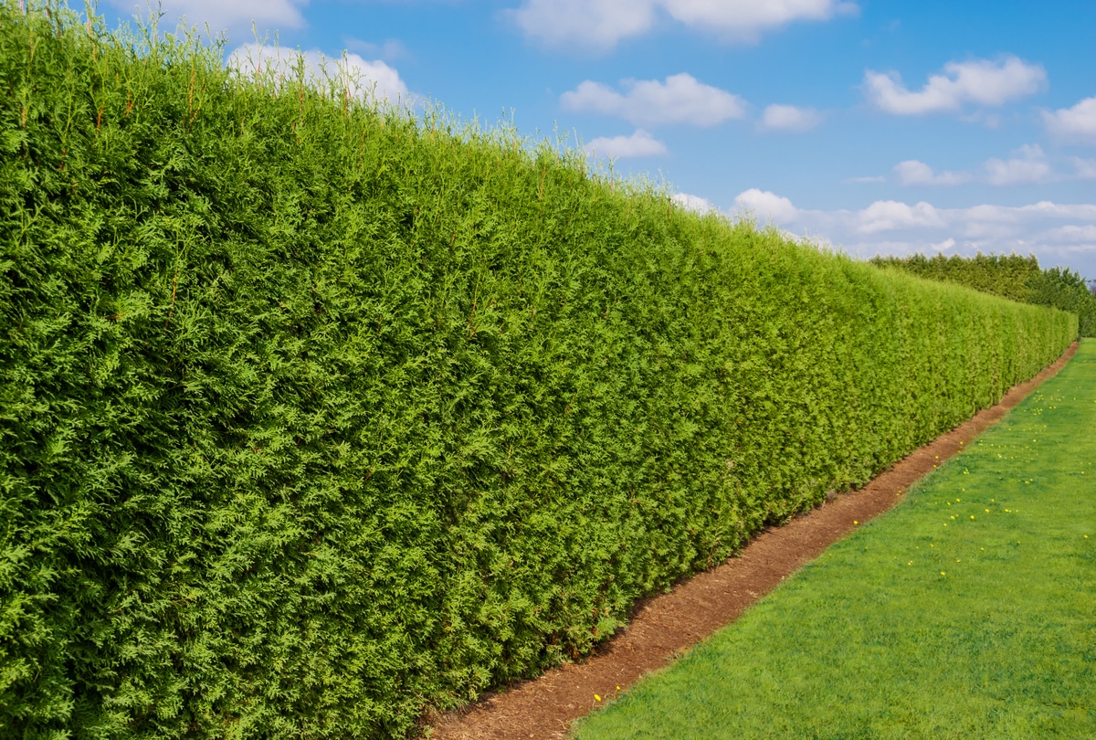 Plants That Make Good Hedges