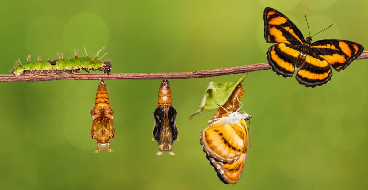 Ciclo de vida dos lepidópteros