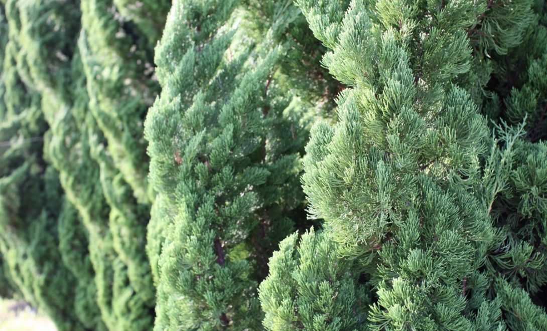 Juniperus chinensis, opção de cerca viva