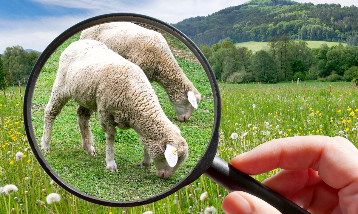 Pessoa analisando o mercado de ovinocultura