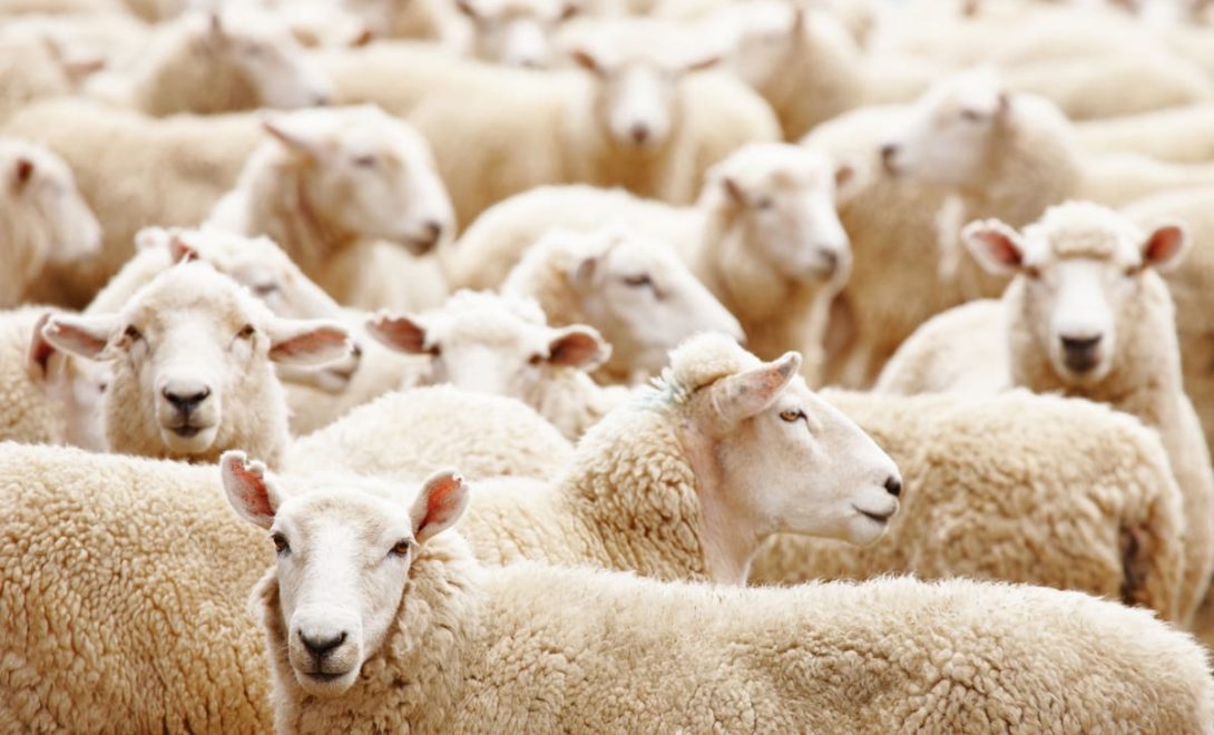 Criação de ovelhas, ovinocultura.