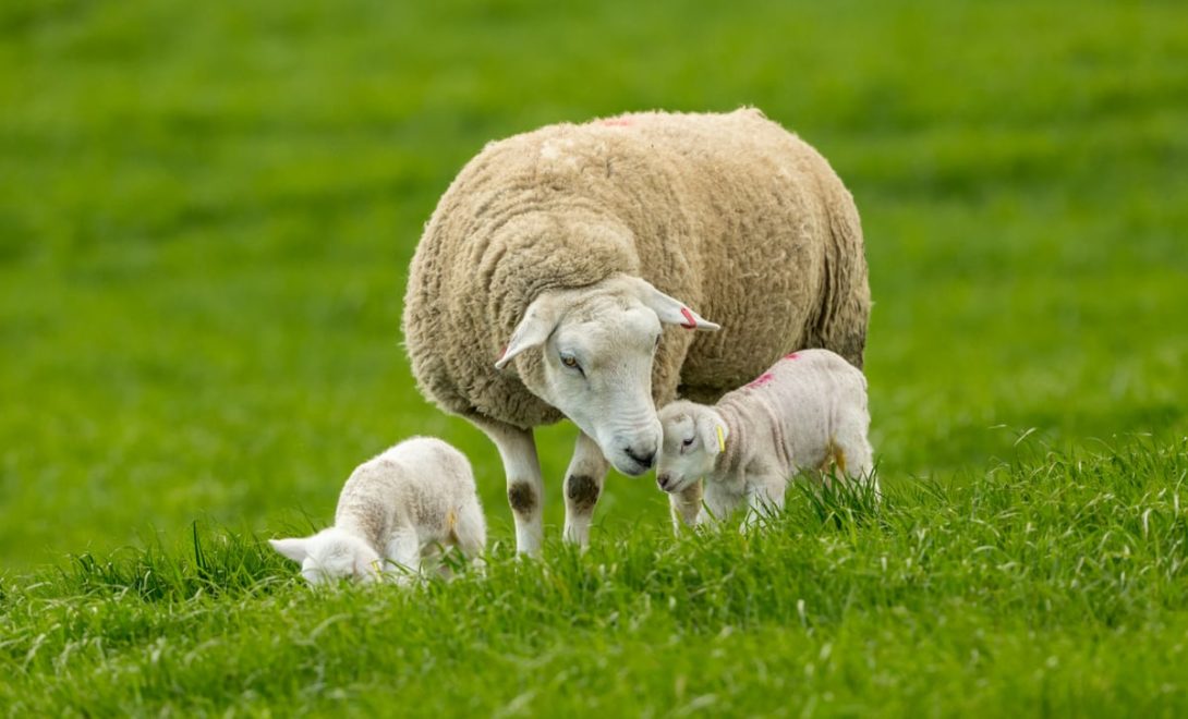 Ovelha com dois cordeiros pequenos no pasto