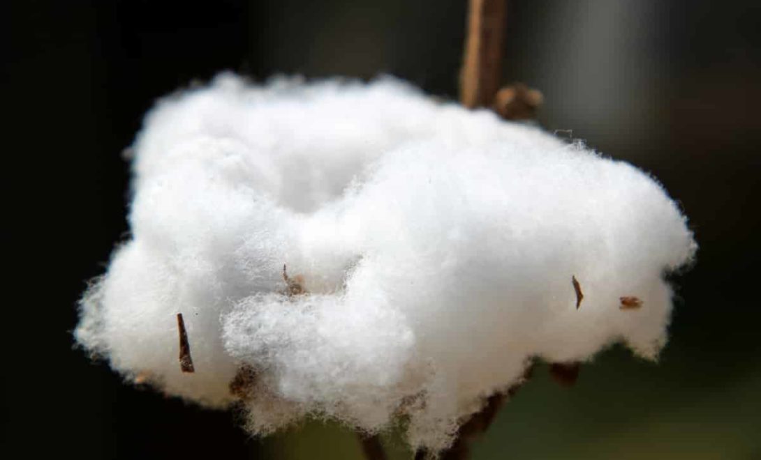 Coloração branca das fibras do algodão armazenado corretamente