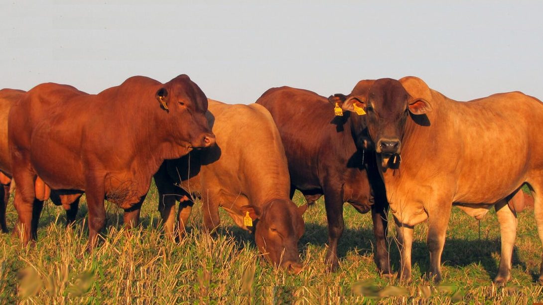 Montana: importância e características desta raça bovina