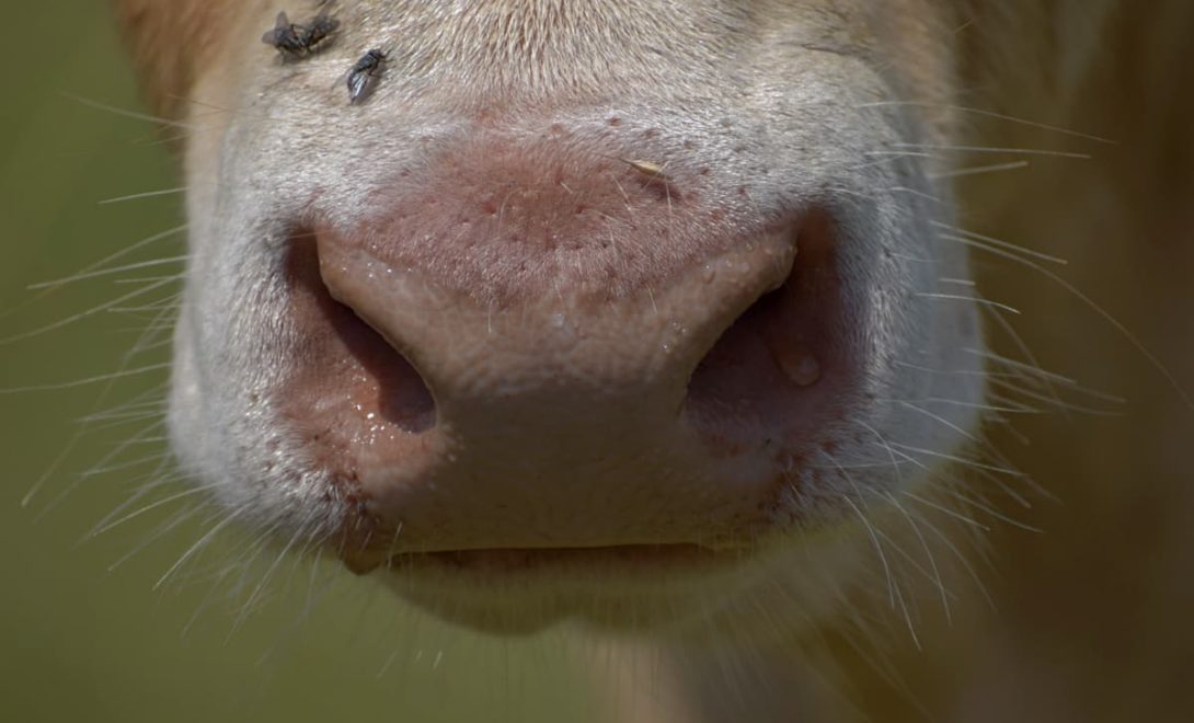 Secreção nasal em bovino, sintoma de doenças respiratórias