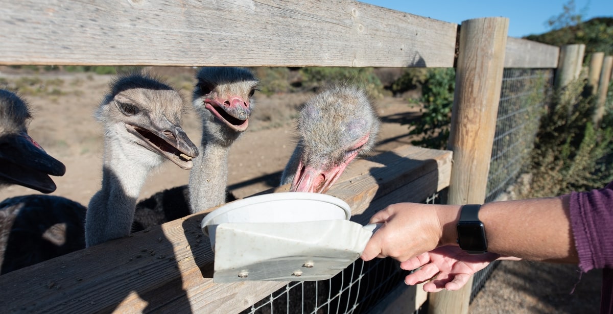 Cuidados com a alimentação dos avestruzes