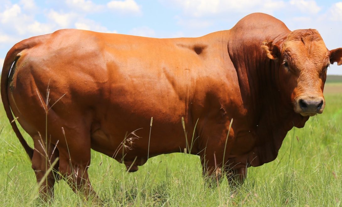 Bonsmara: conheça a raça de gado de corte “do futuro”