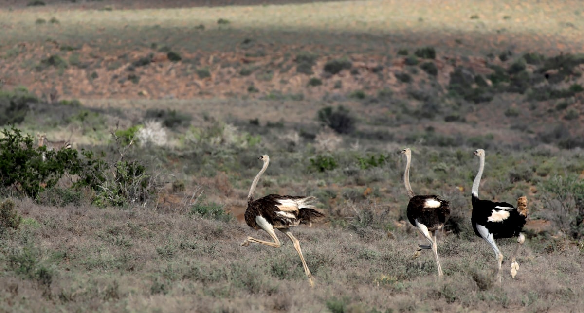 Exemplares de avestruz correndo numa mata
