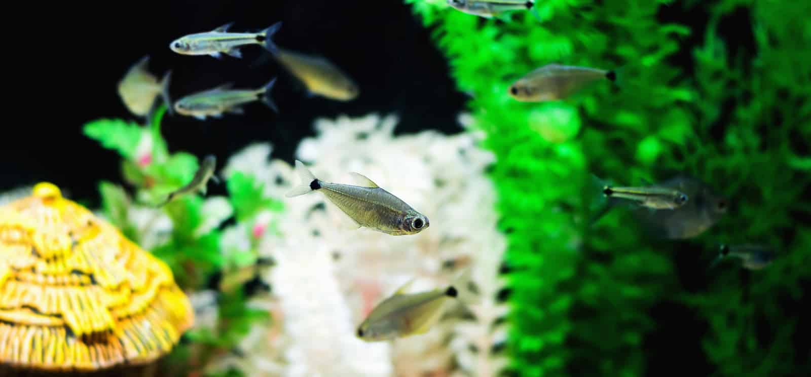Criação de lambari em aquário