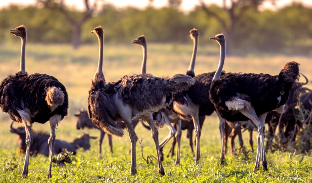 Criação de avestruz: desafios e perspectivas