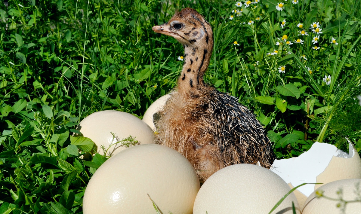 Filhote de avestruz logo após o nascimento
