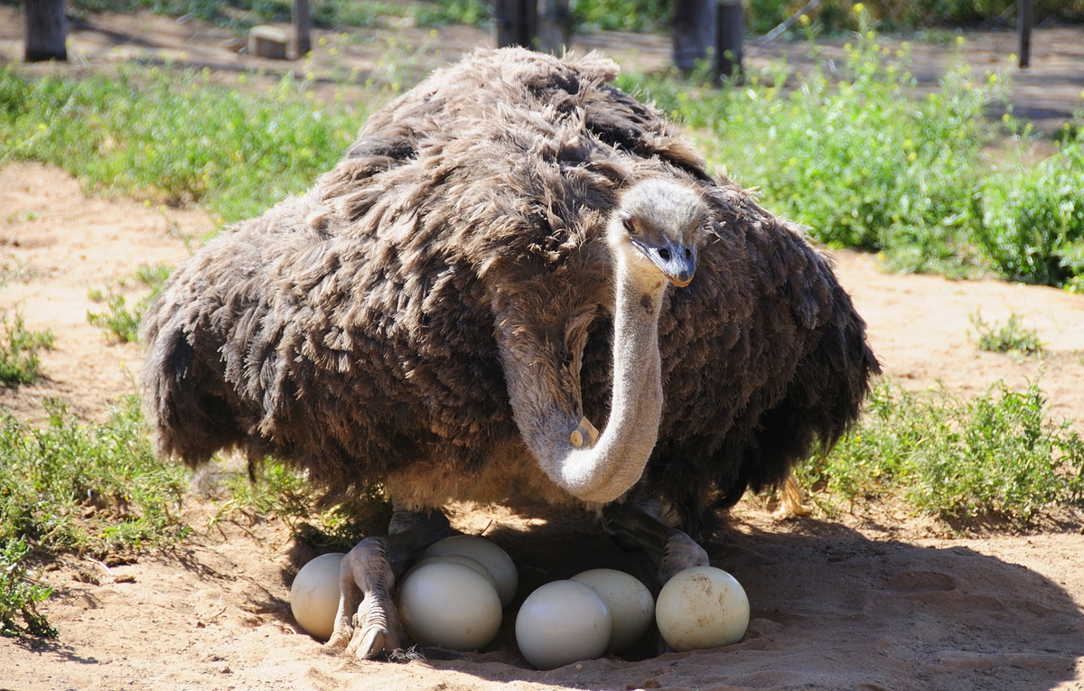 Fêmea de avestruz botando ovos