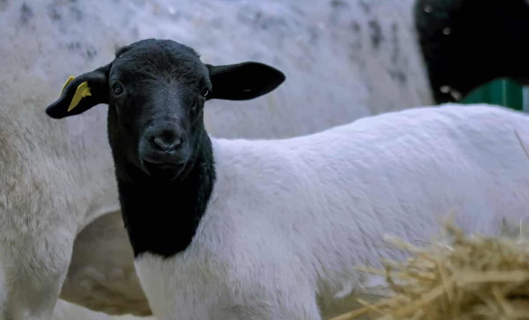 Exemplar de ovino da raça Dorper