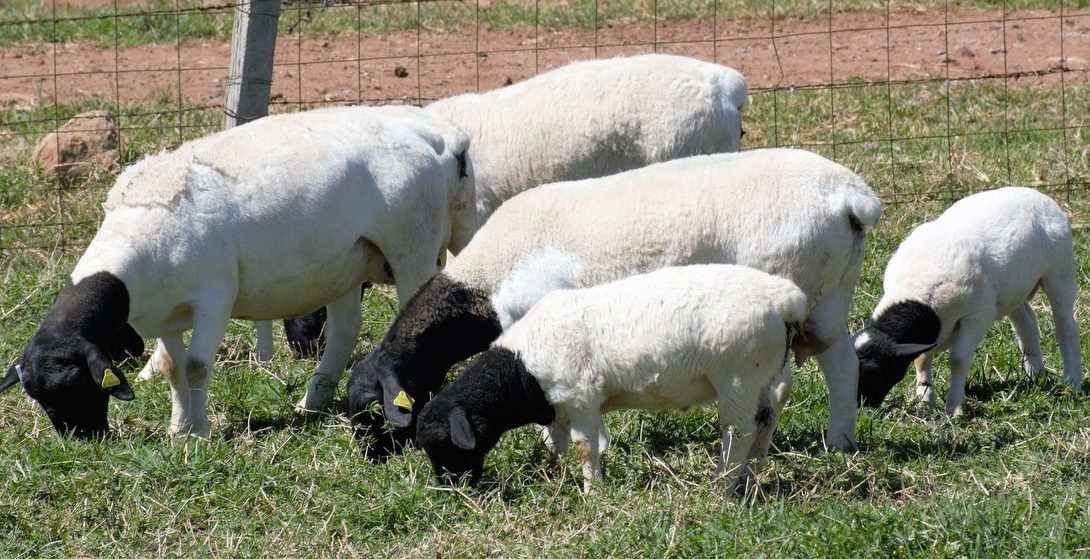 Pastejo de ovelhas e cordeiros da raça Dorper
