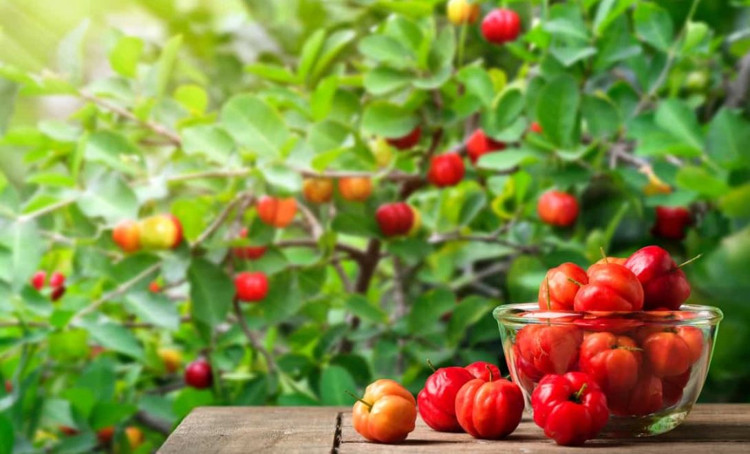 Acerola: conheça os benefícios e aprenda como plantar essa fruta