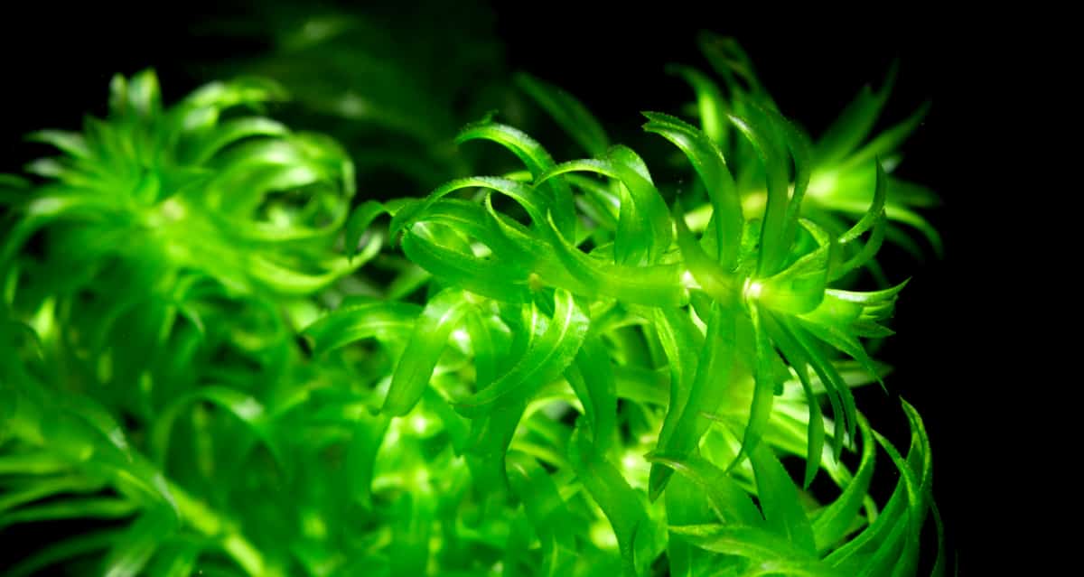 Plantas com crescimento rápido em aquário