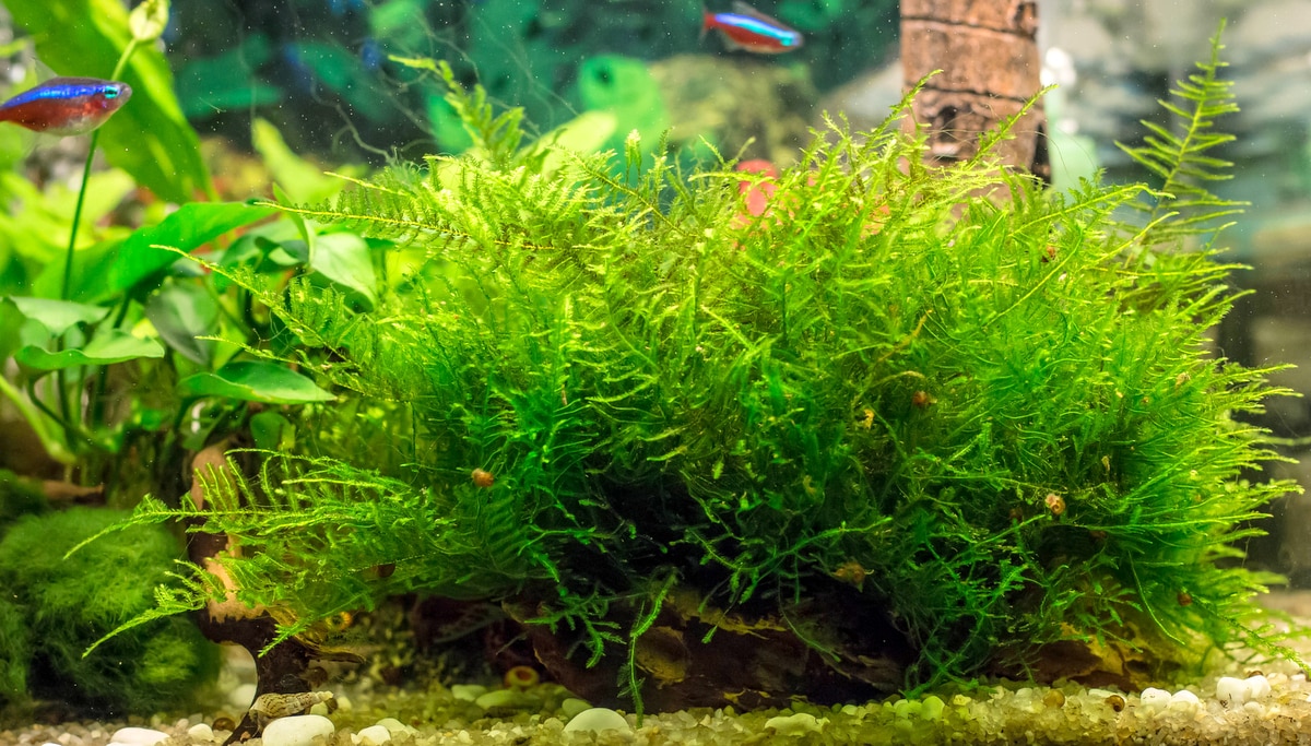 Plantas para aquário com crescimento rápido