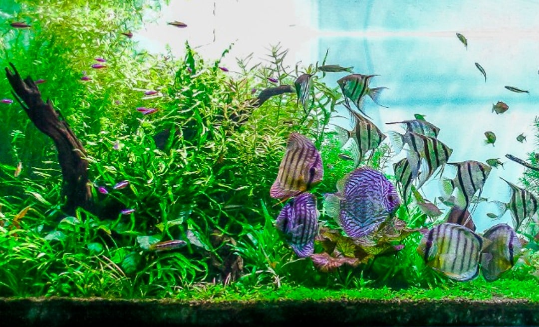 Conheça 10 espécies de plantas para aquário