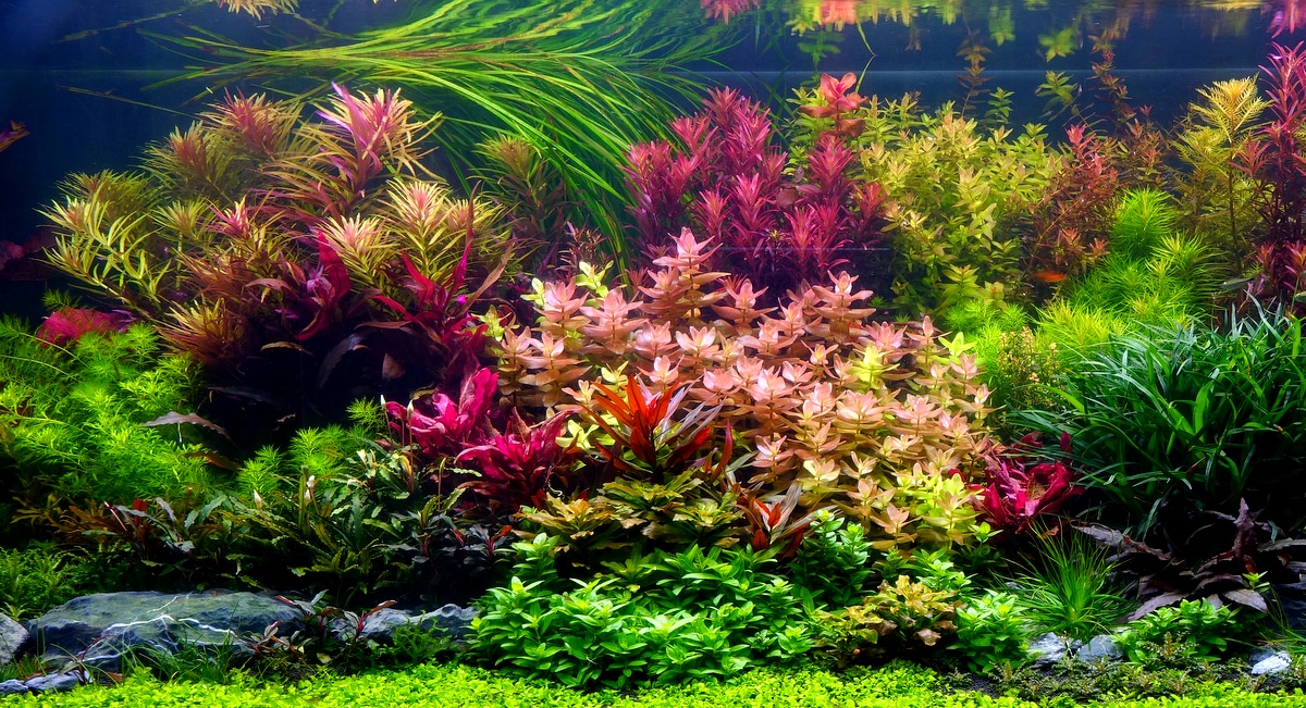 Conheça 10 espécies de plantas para aquário - MF Magazine