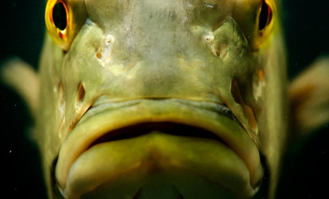 peixe Tucunaré visto de frente, detalhe para o posicionamento dos olhos