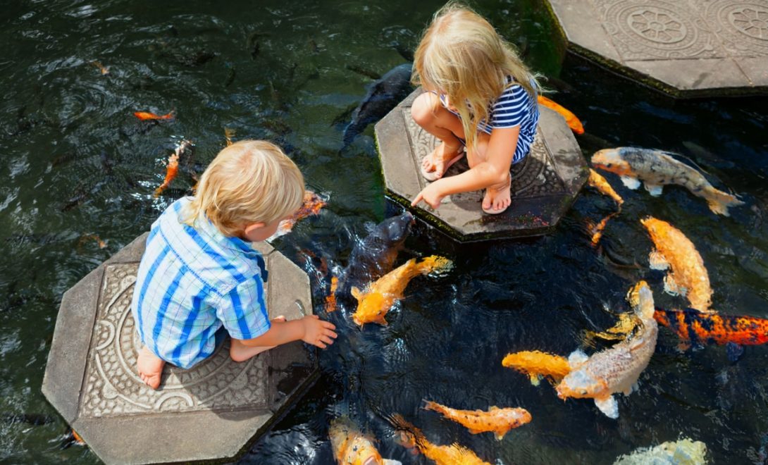 Crianças pequenas observando carpas laranjas em um lago