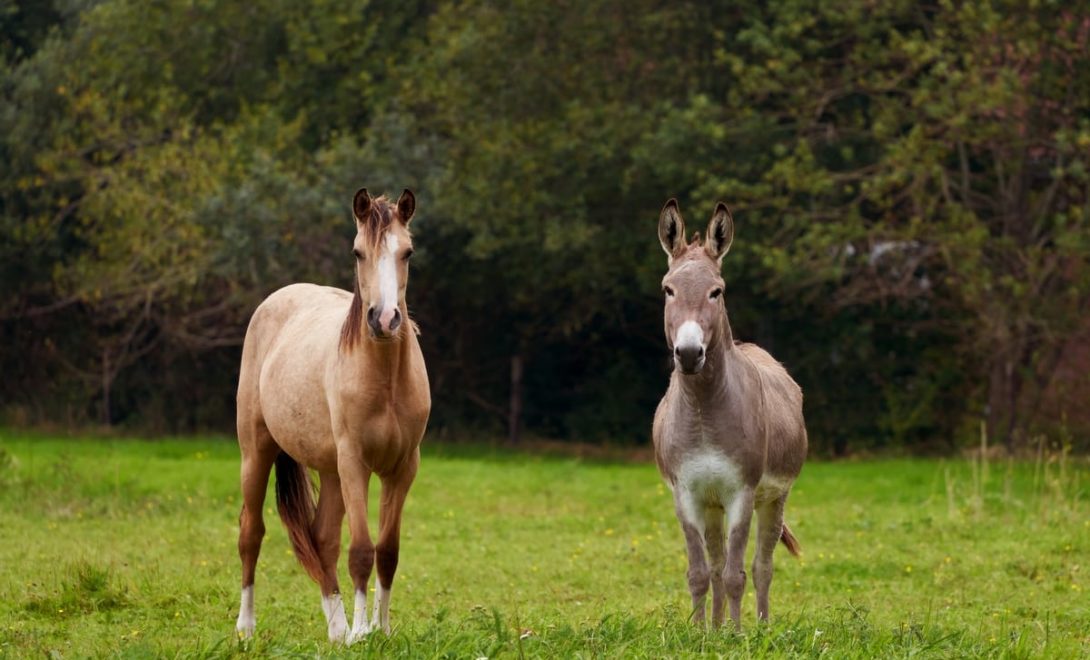 Égua e jumento em pasto aberto - espécies diferentes que se reproduzem