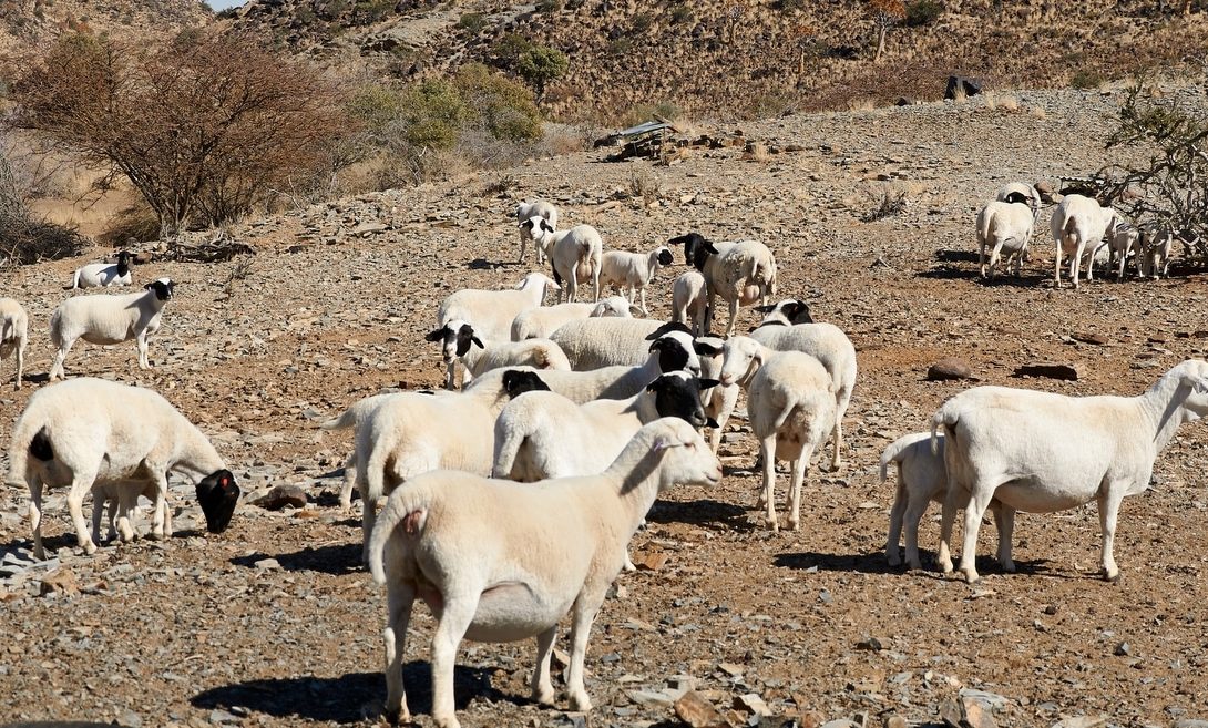 Rebanho de ovinos Dorper e White Dorper no deserto da África