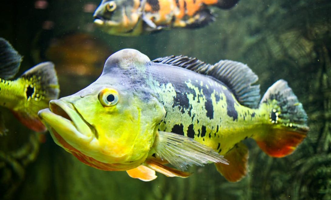 peixe Tucunaré de coloração verde brilhante com destaque para as linhas horizontais