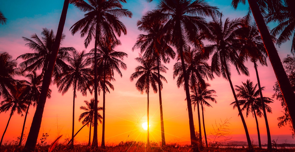 Cuidar de palmeiras exige sol
