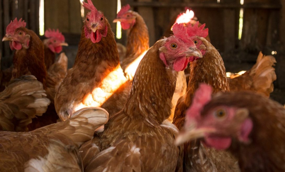 Criação de galinhas em propriedade rural